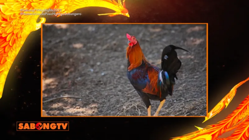 Beyond SabongTV: Exploring the World of Cockfighting