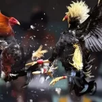 Thomo cockfighting